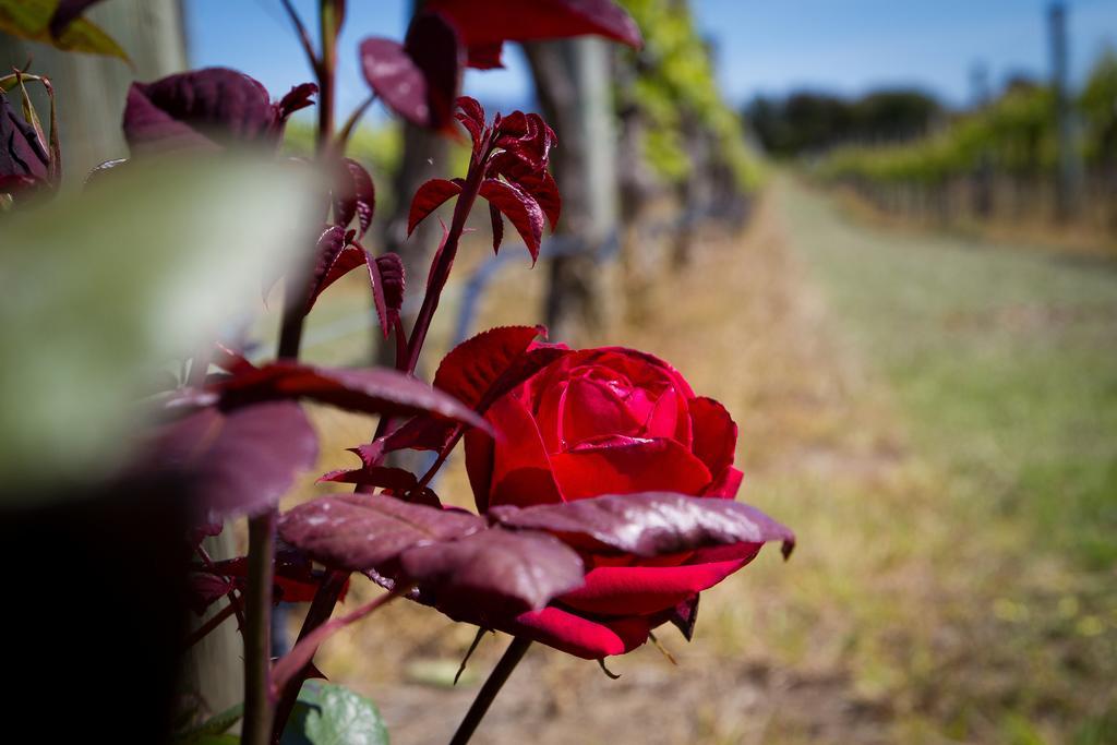 Margrain Vineyard Villas Мартинборо Экстерьер фото